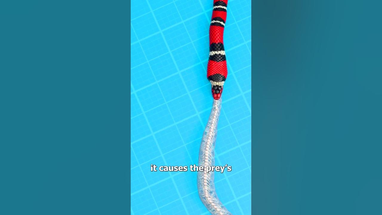 How Snakes Eat Other Snakes 😮