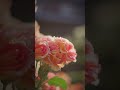 2026/05/11 #ばら苑 #アクセスロード #LUMIX #S1RII #Cinematic #8K動画 #rose #flowers #nature #takumar #garden #8k