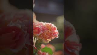 2026/05/11 #ばら苑 #アクセスロード #LUMIX #S1RII #Cinematic #8K動画 #rose #flowers #nature #takumar #garden #8k
