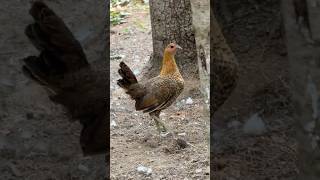 Modern Chickens are Defective