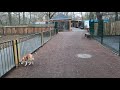 アルパカには興味がない柴犬