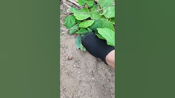 Such a cool discovery right at home