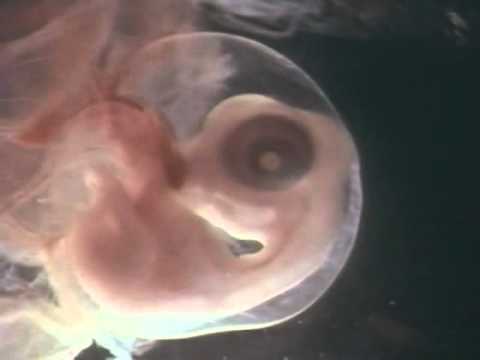 Эмбриональное развитие птиц