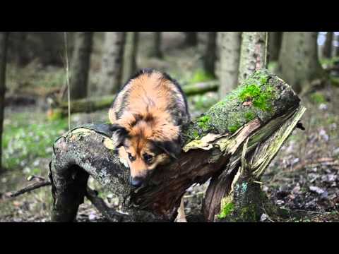 leonberger border collie mix