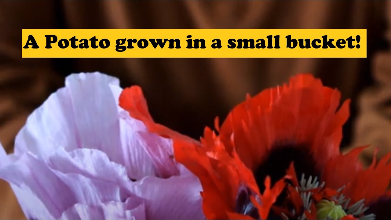 Grow Potatoes in buckets 'Cultra' Sow it, grow it, harvest it & wash it