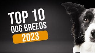 The Top 10 Dog Breeds of 2023: Find Your Perfect Pup!