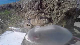 Mouse Lowered into Rattlesnake Den