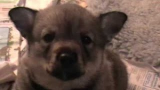 Västgötaspetsvalpar - Swedish vallhund.mp4 by HM CHANNEL 10 views 7 years ago 2 minutes, 50 seconds