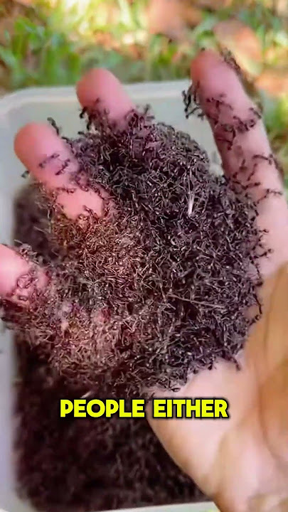 The Delicacy of Red Weaver Ants: A Nutrient-Rich Traditional Thai Treat