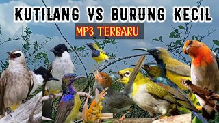 The Latest Sounds of Small Wild Birds Guaranteed Harvest