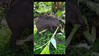 I am the wild boar #wildboar #wildlife #animals #pov #facts #fun #nature #YAH