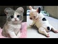 Cutest Baby Dog and Cat - Cute and Funny Dog Videos Compilation #1