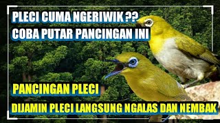 Pleci call / cocok buat pancingan pleci agar cepat ngeplong dan ngalas