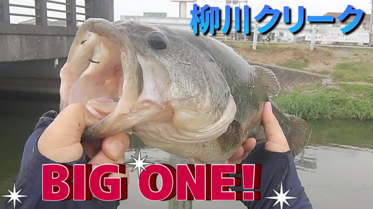柳川クリークでバス釣り　体高ブリブリのモンスターブラックバス到来！　BIG BASS