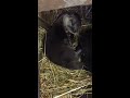 New otter pups at the Binghamton Ross Park Zoo