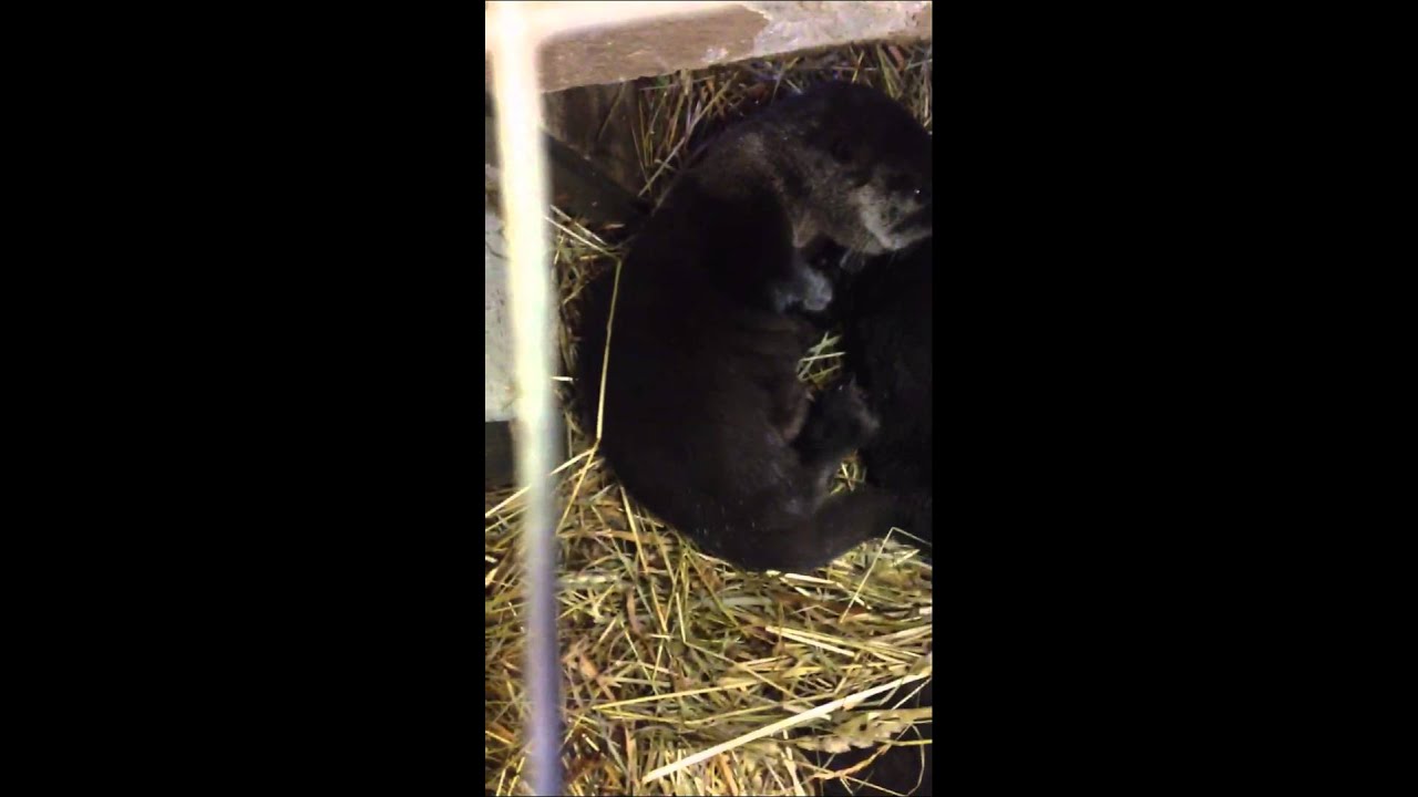 New otter pups at the Binghamton Ross Park Zoo history of violence