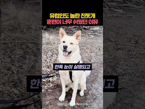 유럽인도 놀란 진돗개 훈련이 쉬웠던 이유 thumbnail