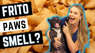 FRITO FEET SMELL EXPLAINED!?! | Vet Explains