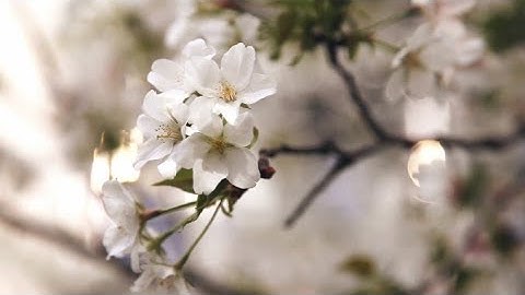 سورة النور الآية 35 على خلفية ورد 🤍🌼 بصوت القارئ شريف مصطفى .