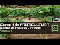 Cómo cosechar INFINITAS FRESAS por estolones Curso básico de FRUTICULTURA 2020: Capítulo 27 | LdN