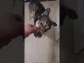 Siberian husky eats a crepe