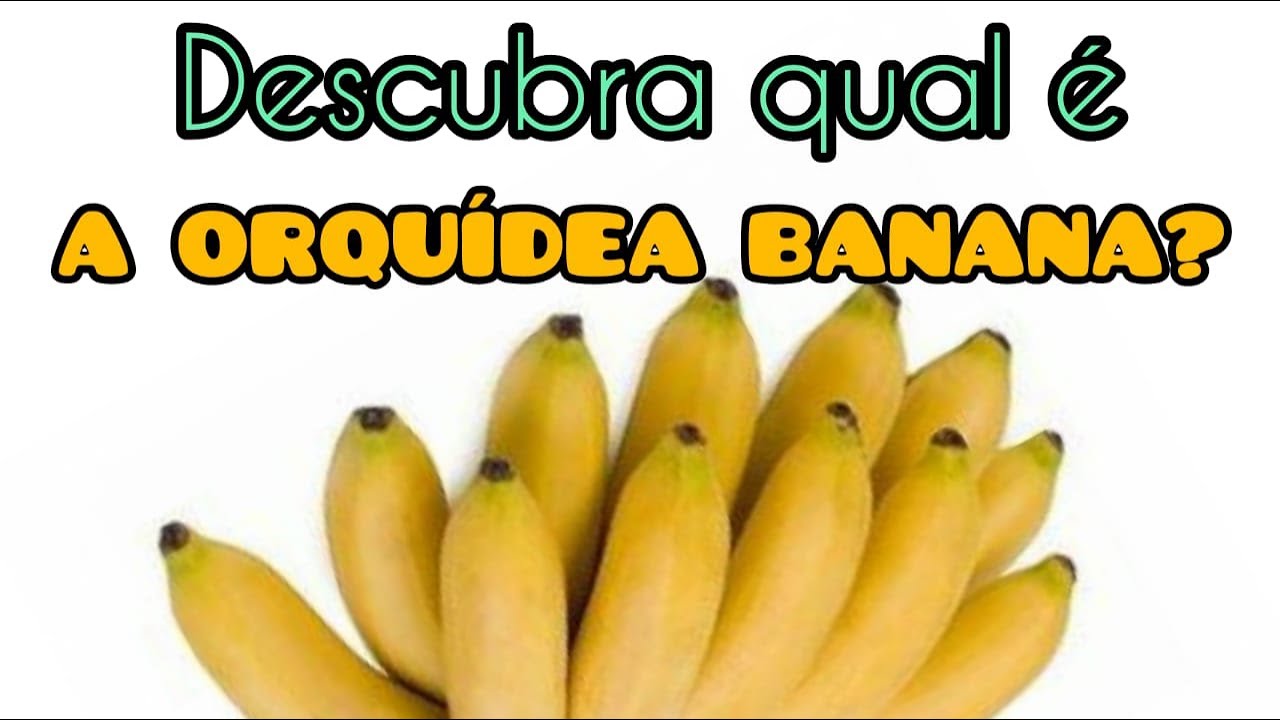 Conheça a Bifrenaria tyrianthina a Orquídea banana!