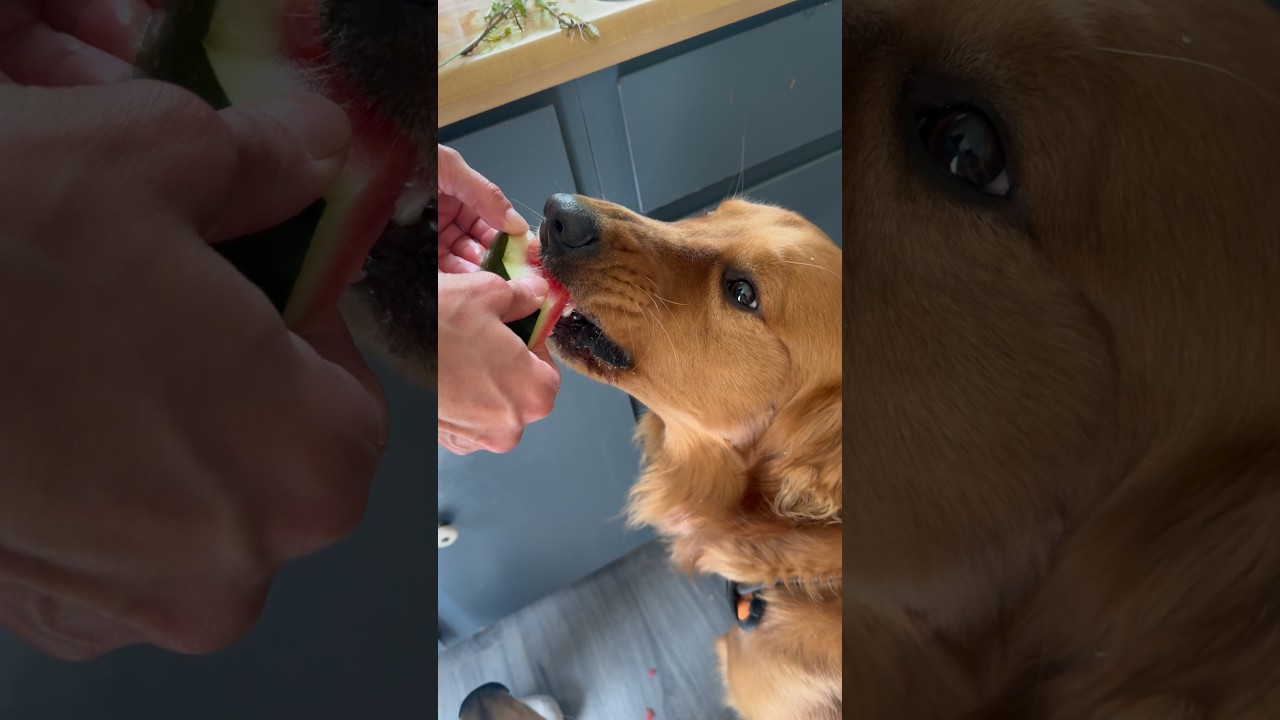 Dog eats watermelon #dog #watermelon