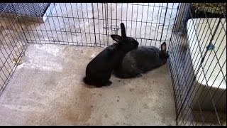Raising meat rabbits: breeding rabbits 10/1/14