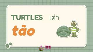 NR: Turtle เต่า