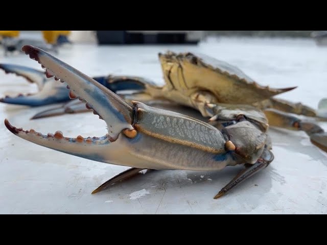 Cardisoma armatum (crabe tricolore)