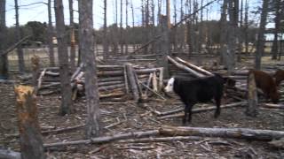 Cows In The Woods