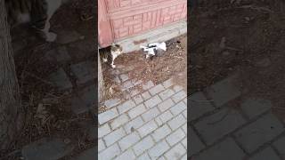 Dayak Yiyen Kediyi Kurtardım