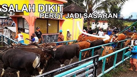 BECEKKK‼️GERBANG UTAMA BISA SAJA BERBAHAYA || kondisi pasar hewan masbagik di musim hujan