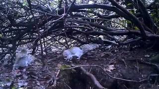 Squirrels: Pre-breeding behaviour and mating chase