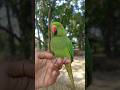 Mitthu song main tota main tota #parrot #song