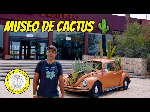 Visitamos un museo de cactáceas y dinosaurios en Coahuila.