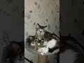 котики котятки 3