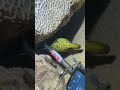 #catchthesea #fishing #rivercrab #beach #deepsea #nature #diving #fish #eel #crab