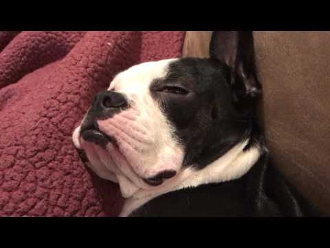 best dog bed for boston terrier