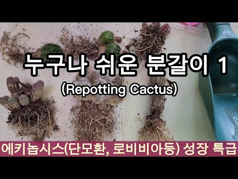 Vídeo: Euphorbia resinosa: propietats útils, característiques de reproducció i recomanacions per a la cura