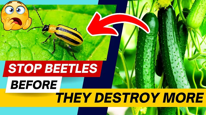 ✅ How to Get Rid of Cucumber Beetles FOREVER (#3 Works FASTEST!) 🚀🐞