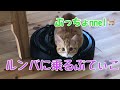 ルンバを乗りこなす猫