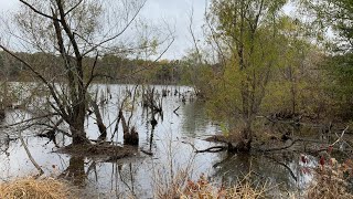 BRINKLEY DUCKS AND DEER