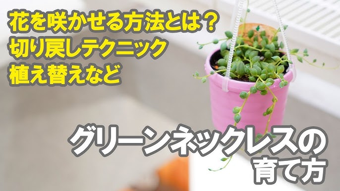 38 多肉植物 増やす うちのネックレス系の増やし方 どの子が増えやすい 育てやすい 丈夫 お勧めなのは お水やりは How To Increase Succulents Youtube 38 多肉植物 増やす うちのネックレス系の増やし方 どの子が増えやすい 育てやすい 丈夫 お勧めなのは お水やりは How To Increase Succulents Youtube