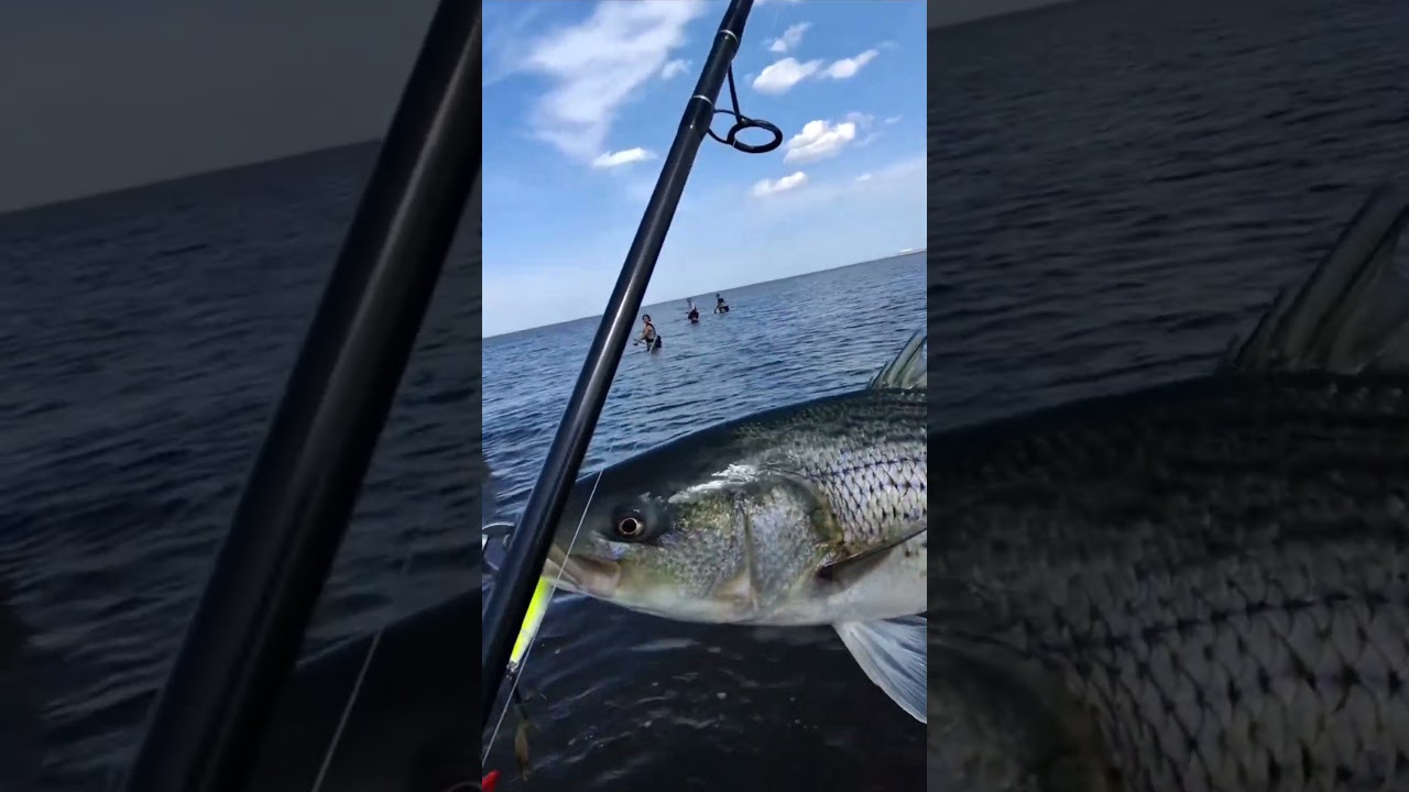 Spring Run Striper ON FIRE! #fishing