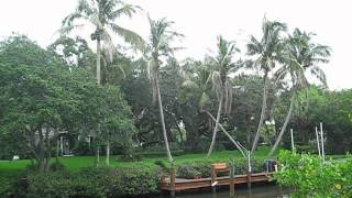 Mature Coconut palms in Indian River county