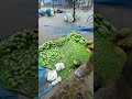 অবিরাম বৃষ্টিতেও থেমে নেই জীবিকার সন্ধান।#RainyDay #LifeStruggle #HardWork #StreetPhotography