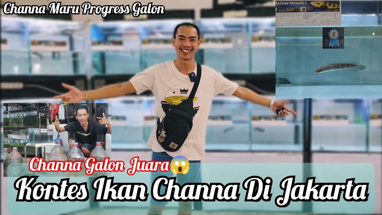 Channa Progress Galon Juara Kontes Di Jakarta