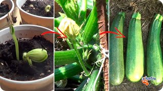 How to Grow Zucchini: Planting, Growing, and Harvesting Zucchini