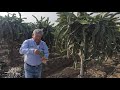 PLANTAS MADRES PARA SELECCION DE ESQUEJES DE PITAHAYA